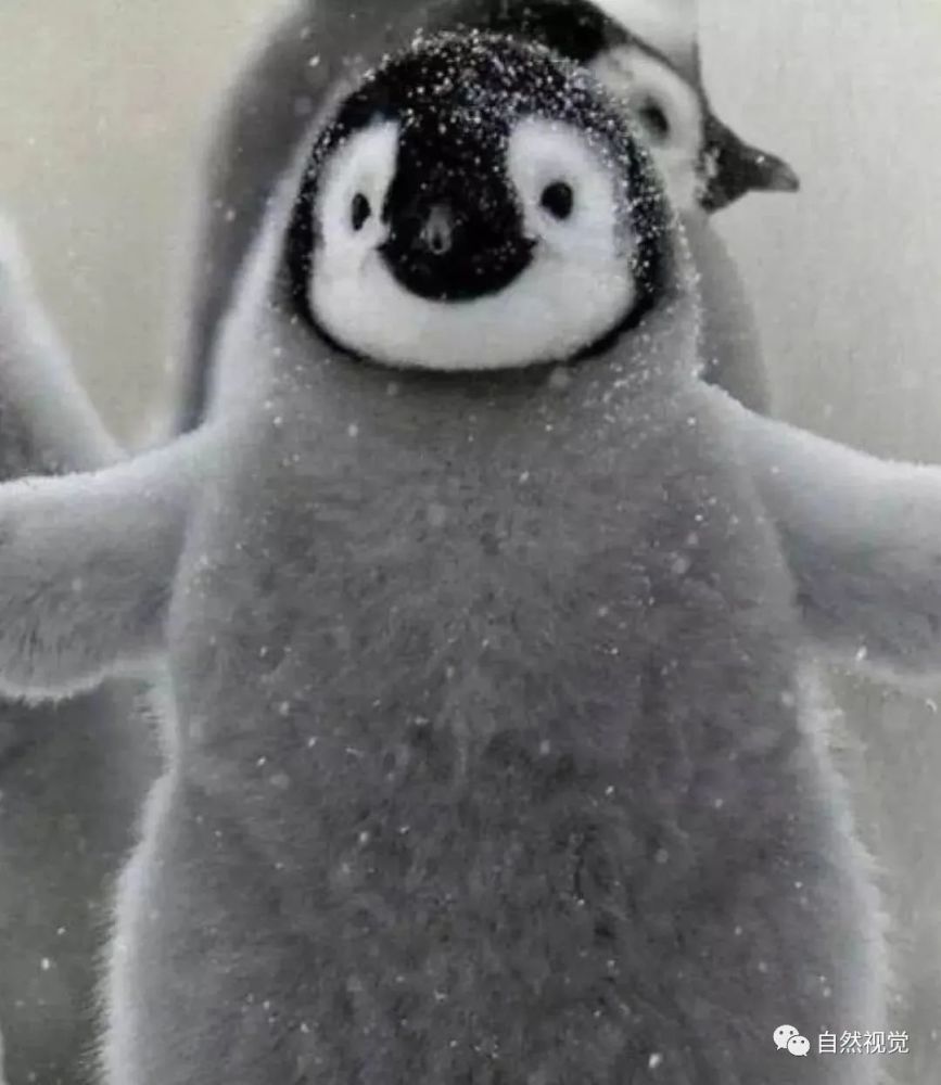 Nifty Newsletter,矮胖企鹅(Pudgy Penguins)NFT 销售暴跌背后的代币飙升现象 Nifty Newsletter,矮胖企鹅(Pudgy Penguins)NFT 销售暴跌背后的代币飙升现象