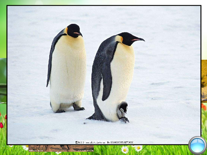 Nifty Newsletter,矮胖企鹅(Pudgy Penguins)NFT 销售暴跌背后的代币飙升现象 Nifty Newsletter,矮胖企鹅(Pudgy Penguins)NFT 销售暴跌背后的代币飙升现象